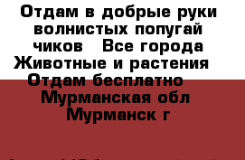 Отдам в добрые руки волнистых попугай.чиков - Все города Животные и растения » Отдам бесплатно   . Мурманская обл.,Мурманск г.